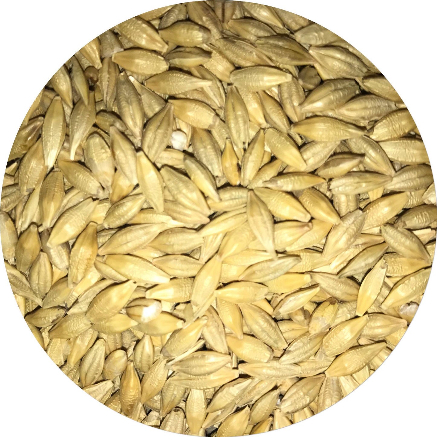 Barley