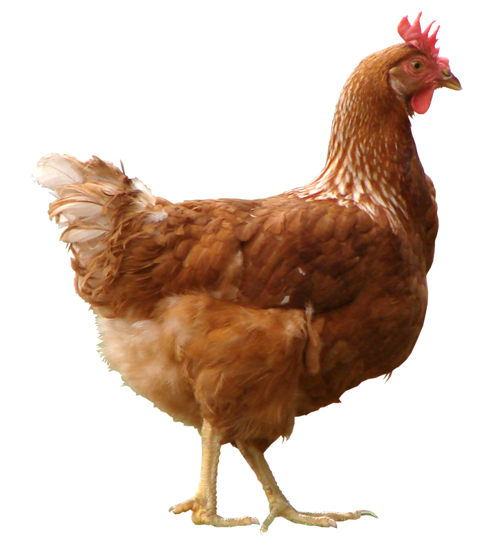 Poultry