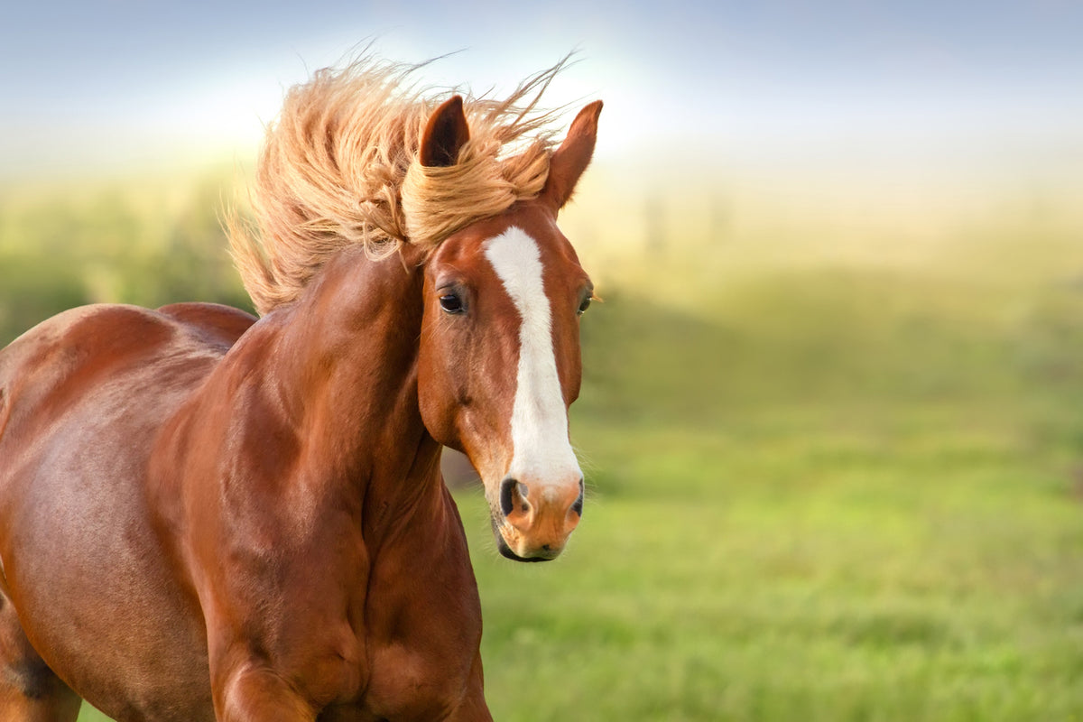 Horse feed