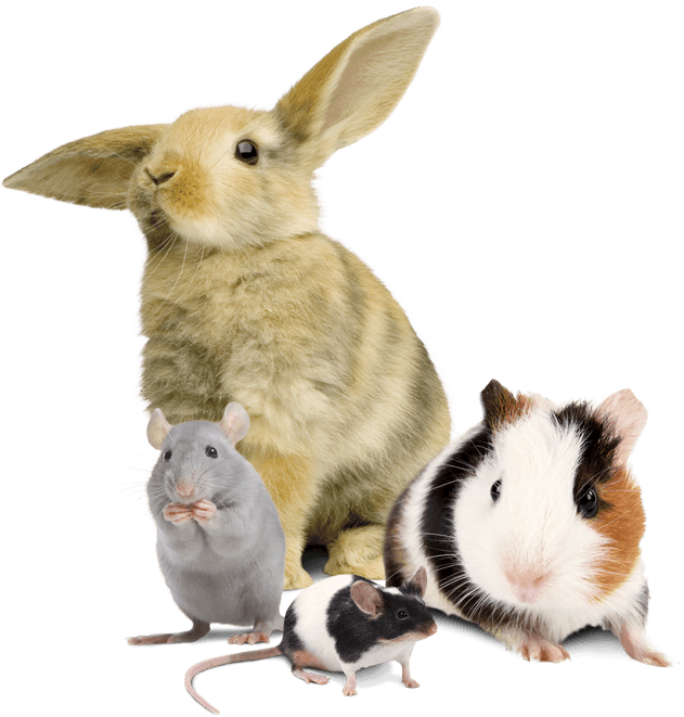 Other Animal Feeds